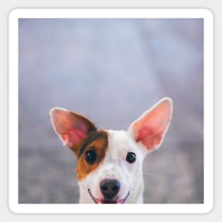 Happy Jack Russel Terrier Sticker